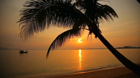 Silhouette Palm Tree  Sunset Beach Sea Tropical Island Video stock 75464530