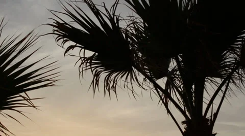 Silhouette Palm tree sunset Video stock 35350379