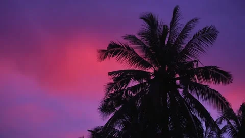 Silhouette of palm trees against the backdrop of a bright purple sunset. 動画素材 143232355