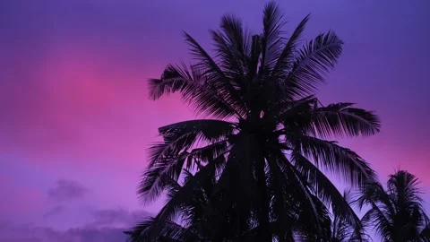 Silhouette of palm trees against the backdrop of a bright purple sunset. 動画素材 143232383