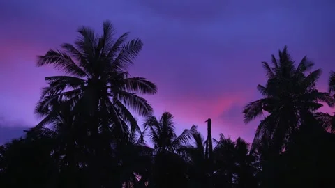 Silhouette of palm trees against the backdrop of a bright purple sunset. 動画素材 143232404