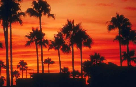 Silhouette of Palm Trees Against a Dramatic Tropical Sunset Stock Photos