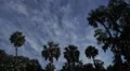 Silhouette Palm Trees And Clouds In The Sky 1080P Time Lapse Video HD
