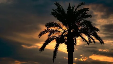 Silhouette of palm trees on the background of the setting sun. Stock Footage 82213389