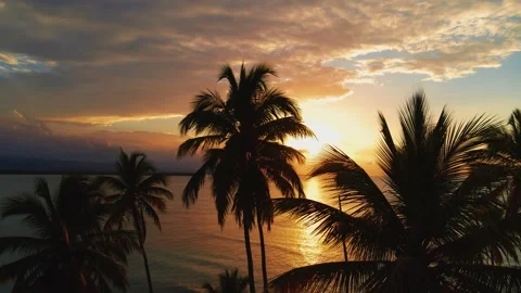 Silhouette of palm trees on the background of the sunset on the sea beach. Stock Footage 236031274