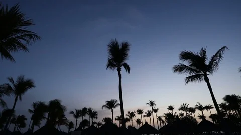 Silhouette Palm Trees At Beach Stock Footage 92321345
