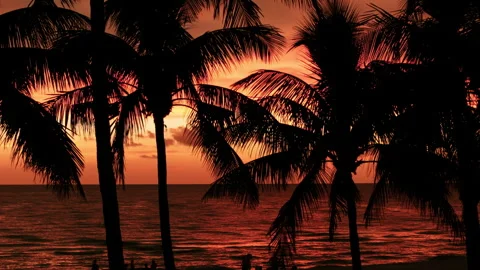 Silhouette of palm trees on beach at sunset time . Close up aerial footage Stock Footage 252214172
