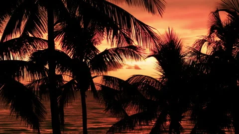 Silhouette of palm trees on beach at sunset time . Close up aerial view footage Stock Footage 252396174