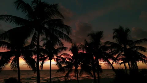 Silhouette of palm trees on beach at sunset time . Close up drone footage Stock Footage 252859199