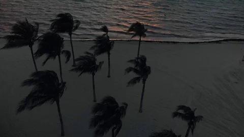 Silhouette of palm trees blowing in the wind on a tropical beach at sunrise. Stock Footage 104106932