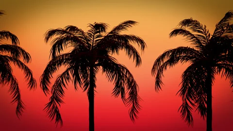 Silhouette Palm Trees Loop Stock Footage 237213532