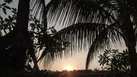 Silhouette of palm trees moving with the wind with a sundown Stock Footage 134334011