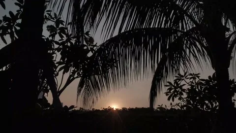 Silhouette of palm trees moving with the wind with a sundown Stock Footage 134334078