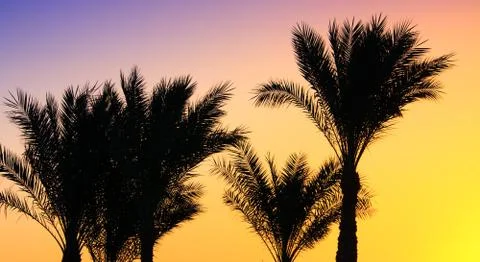 Silhouette of palm trees 写真素材