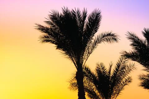 Silhouette of palm trees Stock-Fotos