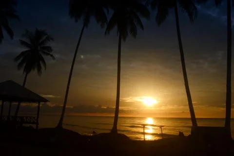 Silhouette of palm trees 写真素材