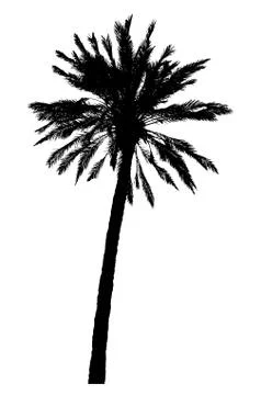 Silhouette of palm trees realistic vector illustration Illustrazione stock