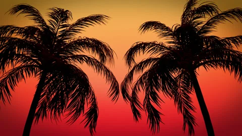 Silhouette Palm Trees On Sunset Background Stock Footage 236968027