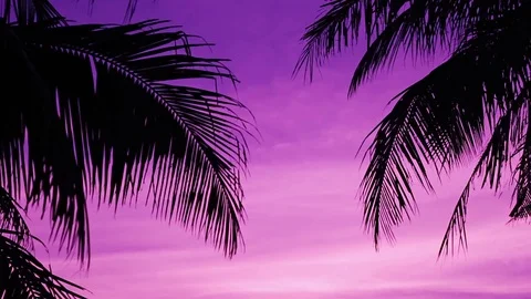 Silhouette of palm trees at sunset Stock Footage 70167577