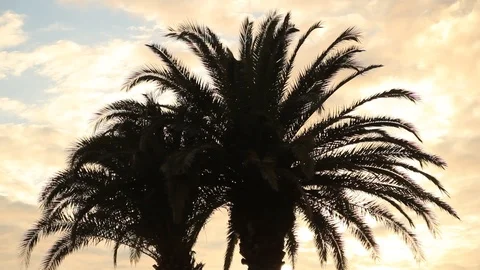 Silhouette of palm trees at the sunset Stock Footage 108137557