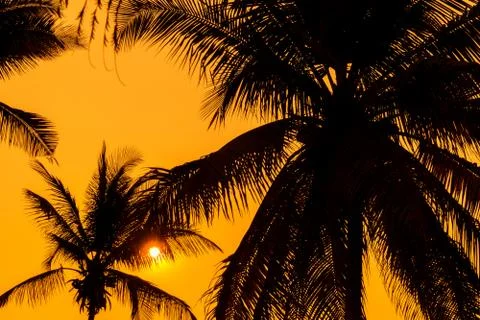Silhouette of palm trees with sunset. Foto stock