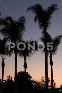 Silhouette of Palm Trees at Sunset Stock Photos