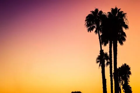 Silhouette Palm Trees at Sunset Foto stock