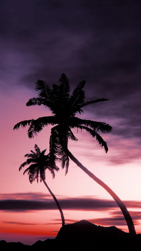 Silhouette palm trees at sunset in a seamless loop Stock Footage 335021889
