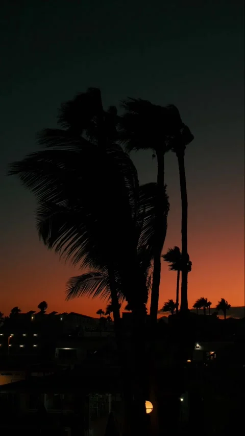 Silhouette of Palm Trees Swaying in Wind at Tropical Sunset Twilight Video stock 344584743