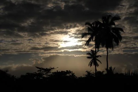 Silhouette palms Stock Photos