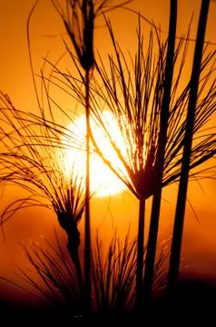 Silhouette of Papyrus Stock Photos