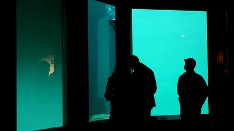 Silhouette of people inside a underwater lookout point looking at a seal. Stockbeeldmateriaal 121594853