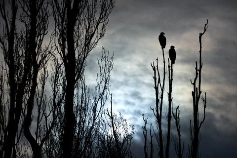 Silhouette of Perched Bald Eagles on a Tree Branch Stock Photos