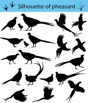 Silhouette of pheasant Illustrazione stock