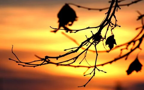 Silhouette Stock Photos