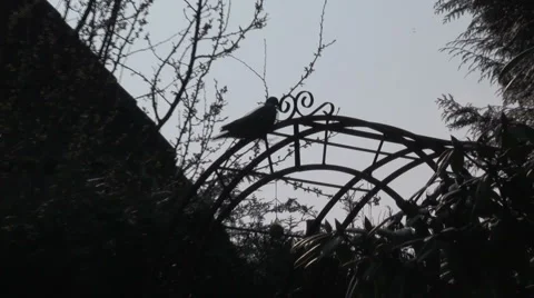 Silhouette of a pigeon Stock Footage 6120575
