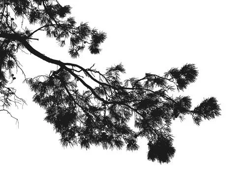Silhouette of a pine branch on a white background. Vector illustration. Stock Illustration