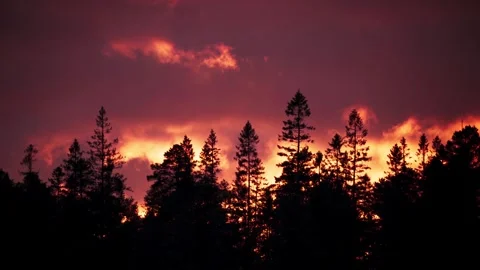 Silhouette of pine forest against vibrant red sunset sky with moving clouds.. Stock Footage 337442116