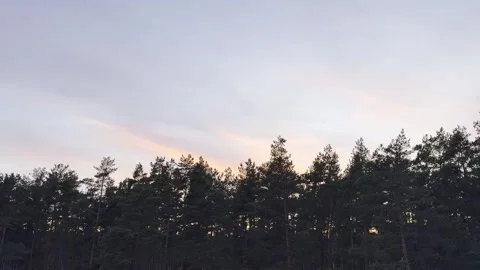 Silhouette of pine forest at dusk against pastel evening sky and space  動画素材 336407723