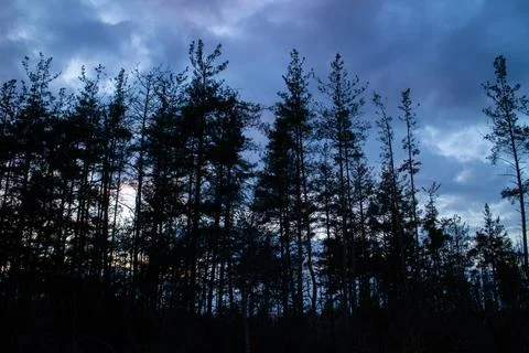 Silhouette of a pine forest at sunset with trees barely visible. Stock Photos
