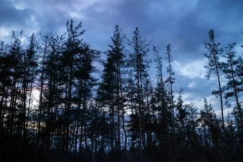 Silhouette of a pine forest at sunset with trees barely visible. Stock Photos