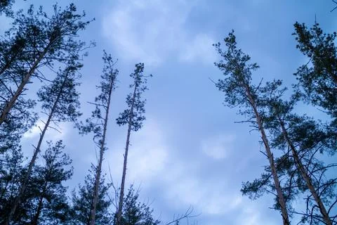 Silhouette of a pine forest at sunset with trees barely visible. Stock Photos