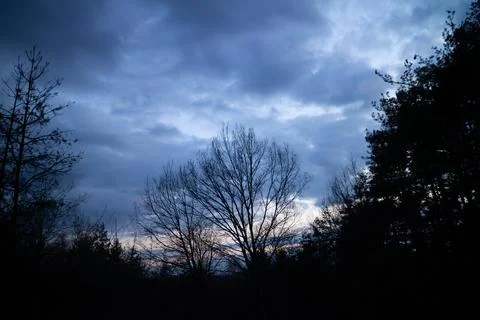 Silhouette of a pine forest at sunset with trees barely visible. Stock Photos