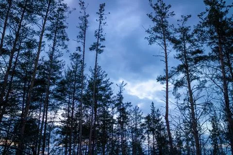Silhouette of a pine forest at sunset with trees barely visible. Stock Photos