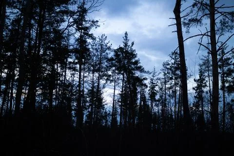 Silhouette of a pine forest at sunset with trees barely visible. Stock Photos