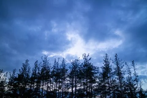 Silhouette of a pine forest at sunset with trees barely visible. Stock Photos