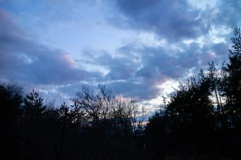 Silhouette of a pine forest at sunset with trees barely visible. Stock Photos