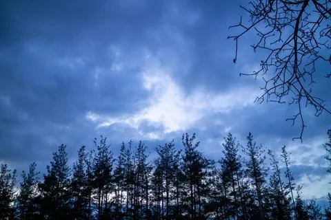 Silhouette of a pine forest at sunset with trees barely visible. Stock Photos