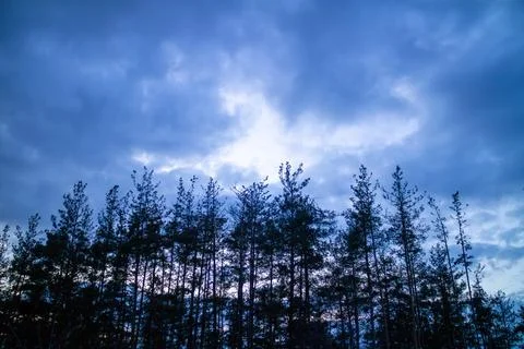 Silhouette of a pine forest at sunset with trees barely visible. Stock Photos