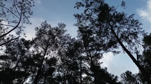 Silhouette of a pine tree against a blue sky decorated with white clouds Stock Footage 250959823